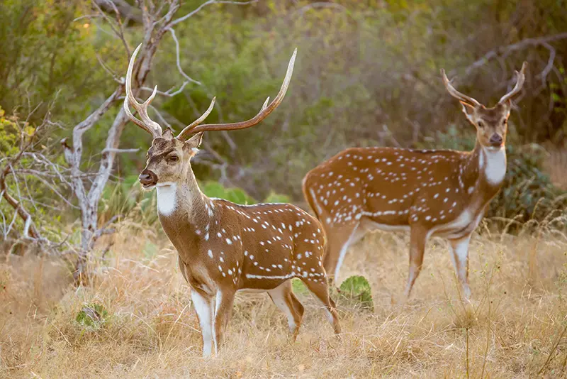 Wild South Texas Axis, Chital, or spotted Deer Buck.