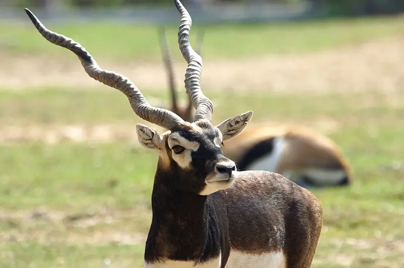 Blackbuck Antelope Close-up