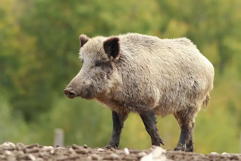 big wild boar in a glade ( Sus scrofa ), full length