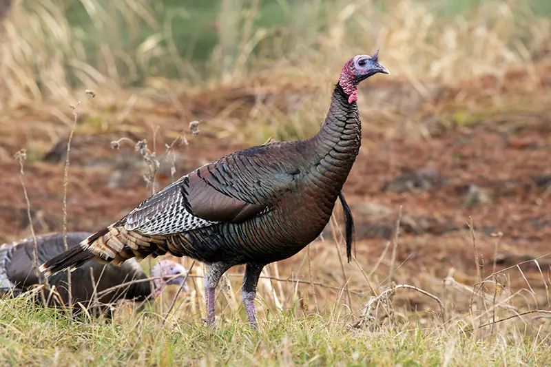 Wild Rio Grande Turkey at Bosque del Apache National Wildlife Refuge