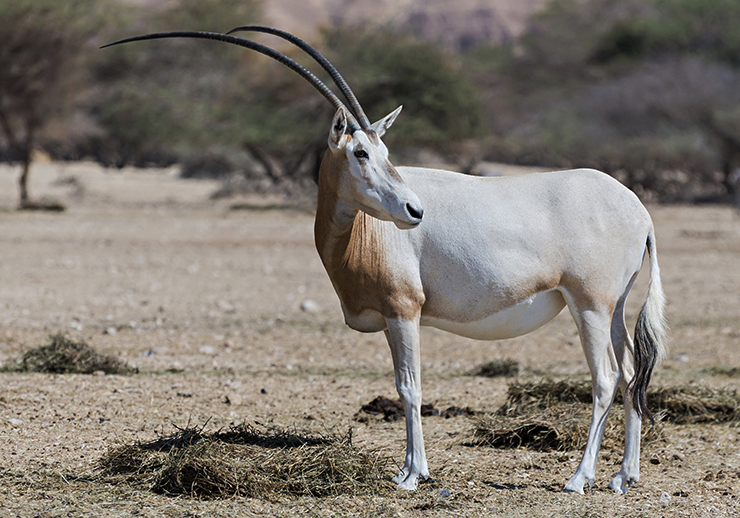 Sahara scimitar Oryx (Oryx leucoryx) in National Biblical Hai-Bar nature reserve, 35 km north of Eilat, Israel