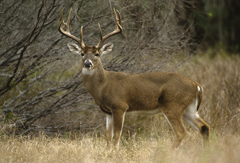 Huge White-tailed Buck