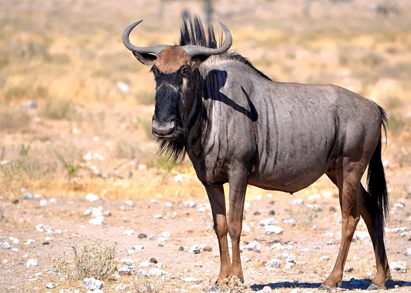 A blue wildebeest in the plains of Namibia Africa